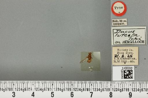 Bactrocera (Bactrocera) luteola (Malloch, 1931) - BMNHE_1436556_30657