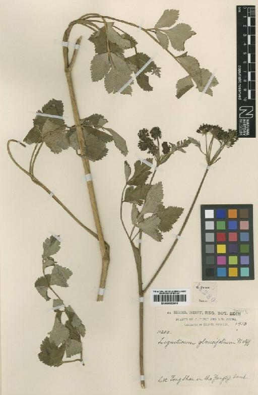 Ligusticum glaucifolium Madam - BM000885414