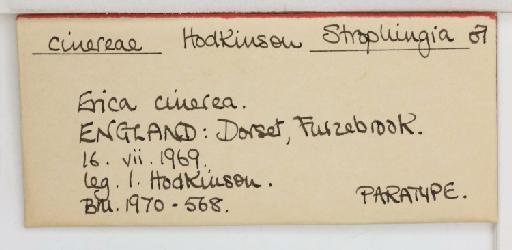 Strophingia cinerea Hodkinson, 1971 - 013471578_additional