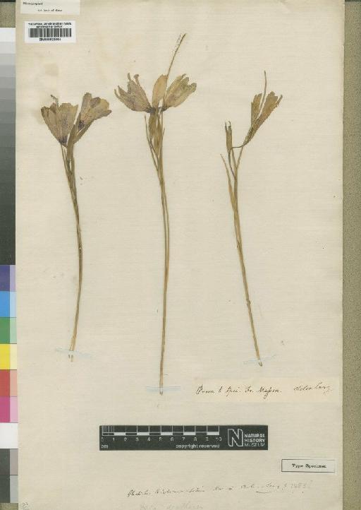 Gladiolus trichonemifolius Ker Gawl. - BM000922054
