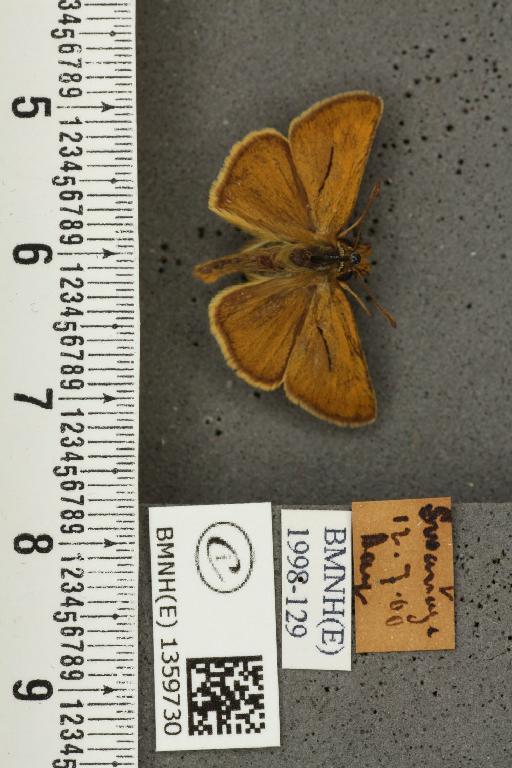 Thymelicus acteon (Rottemburg, 1775) - BMNHE_1359730_157368