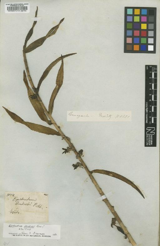Epidendrum dendrobii Rchb.f. - BM000091744