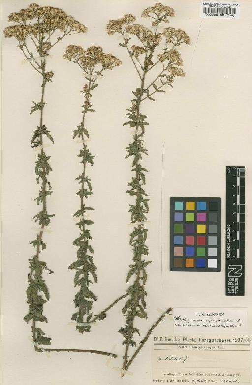 Eupatorium ivifolium var. hirsutum Hassl. - BM000096293