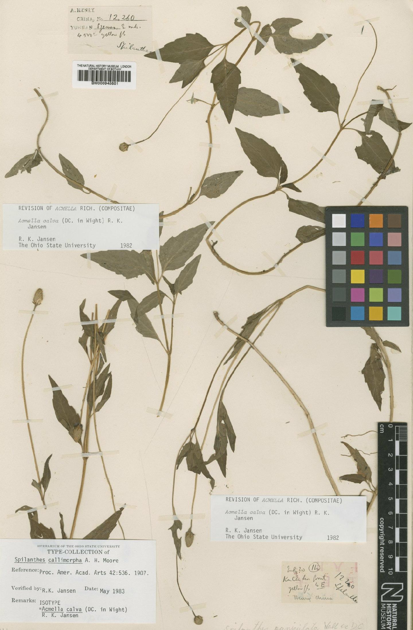 To NHMUK collection (Acmella calva (DC.) R.K.Jansen; Type; NHMUK:ecatalogue:473030)
