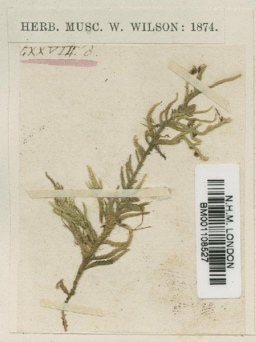 Entodon brevisetus (Hook. & Wilson) Lindb. - BM001108527