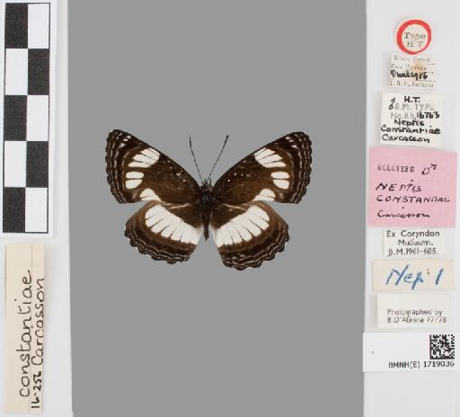 Neptis constantiae Carcasson - BMNH(E)#1719036_Neptis_constantiae_Carcasson_holotype_male_labels