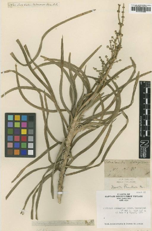 Lomandra banksii (R.Br.) Ewart - BM000990569