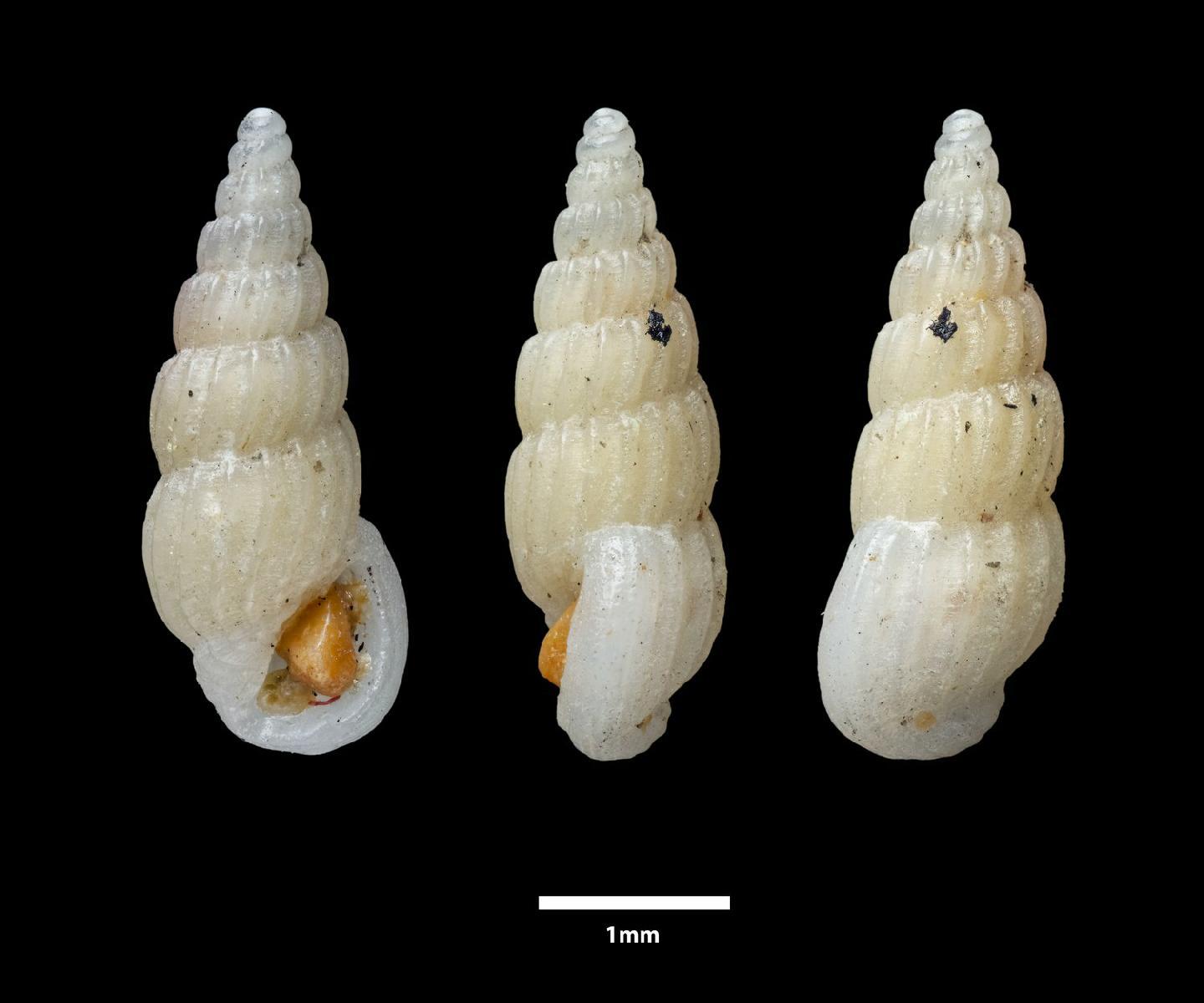 To NHMUK collection (Rissoina mercurialis R. B. Watson, 1886; SYNTYPES; NHMUK:ecatalogue:3501476)