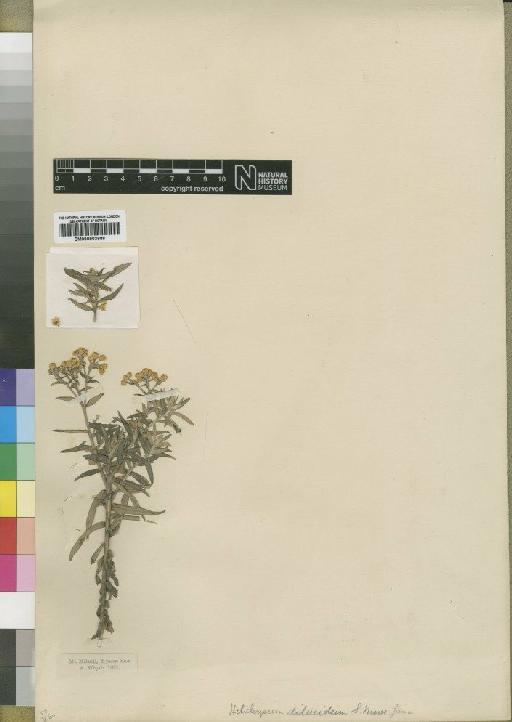 Helichrysum dilucidum Moore - BM000903988