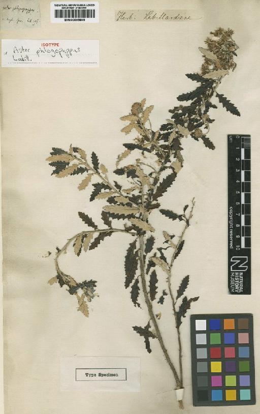 Olearia stellulata (Labill.) DC. - BM000895608