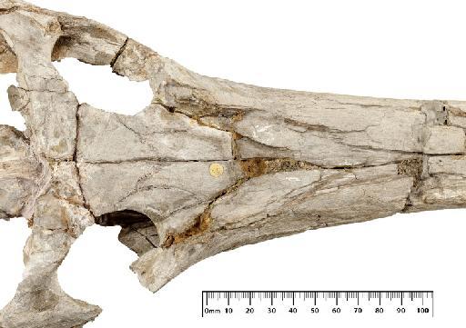 Steneosaurus hulkei Andrews 1913 - PV R 2074 skull 008