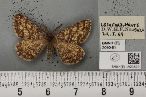 Ematurga atomaria (Linnaeus, 1758) - BMNHE_1923829_488416