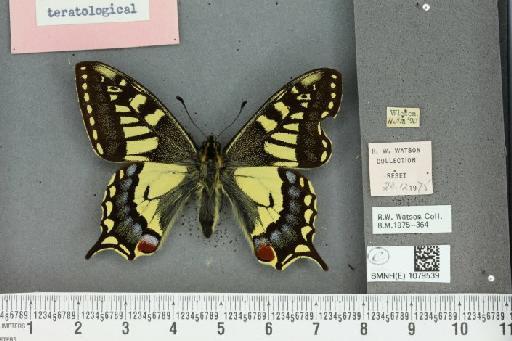 Papilio machaon britannicus Seitz, 1907 - BMNHE_1079539_64922