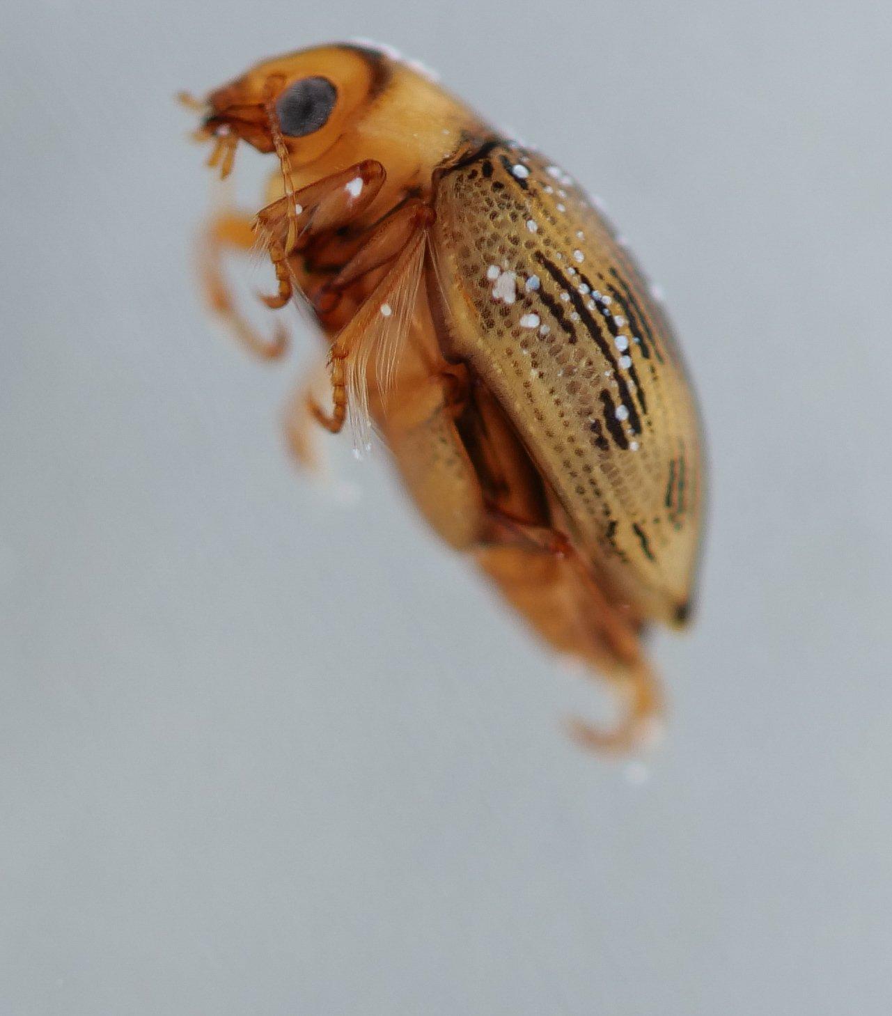 Haliplus obliquus