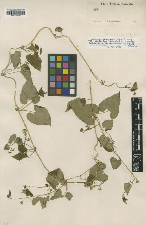 Cynanchum racemosum var. unifarium (Scheele) Sundell - BM001024913