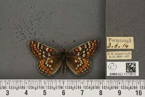 Euphydryas aurinia f. hibernica Birchall, 1873 - BMNHE_1172513_52726