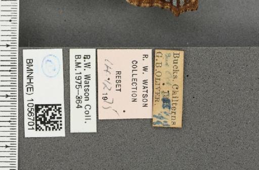 Aglais urticae ab. discolor Hein, 1894 - BMNHE_1056701_label_46167