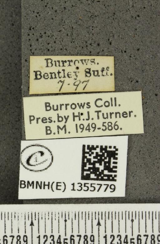 Thymelicus sylvestris (Poda, 1761) - BMNHE_1355779_label_159749