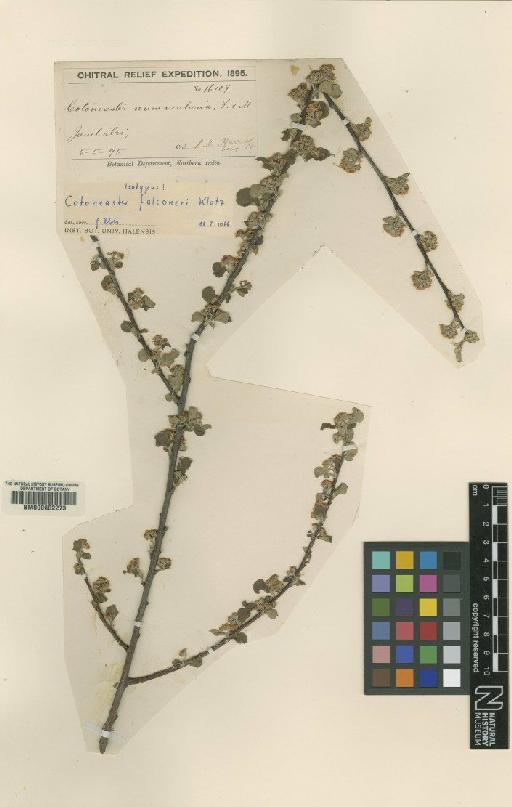 Cotoneaster falconeri G.Klotz - BM000602273