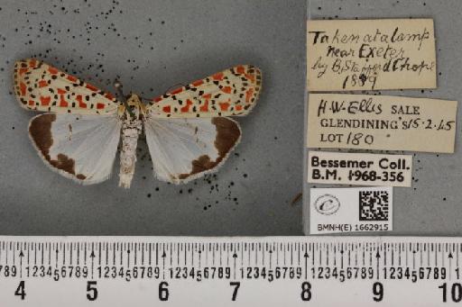 Utetheisa pulchella (Linnaeus, 1758) - BMNHE_1662915_283410
