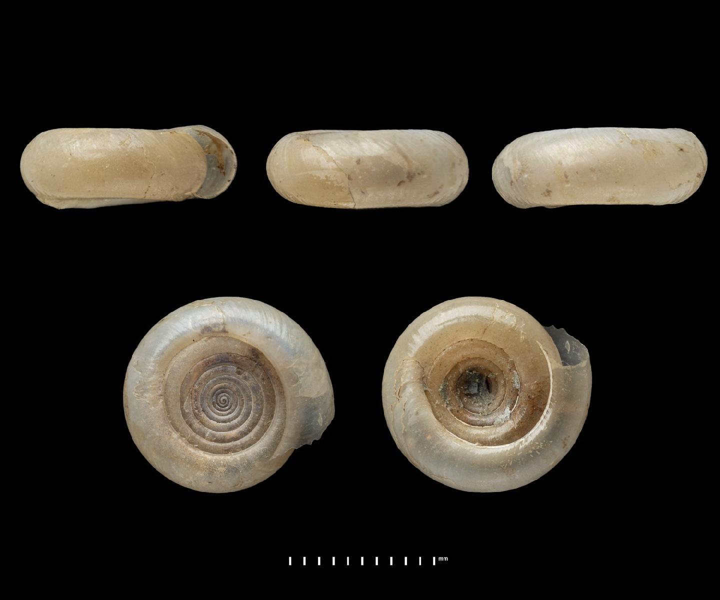 To NHMUK collection (Helix stenogyra Pfeiffer, 1854; NHMUK:ecatalogue:7103051)