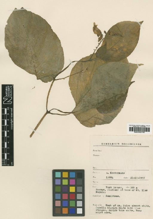 Rhynchoglossum medusothrix B.L.Burtt - BM000997742