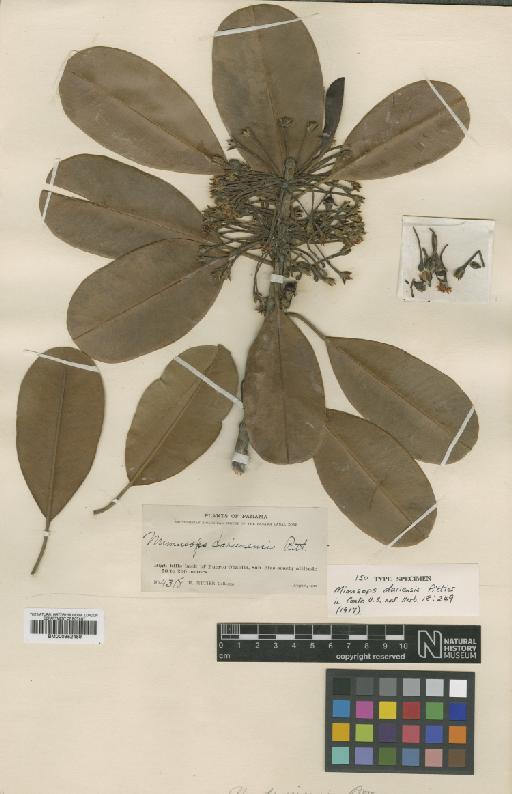 Manilkara bidentata subsp. bidentata (A.DC.) Chev - BM000952459
