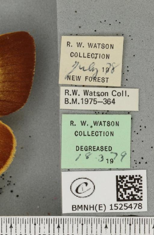 Lasiocampa quercus quercus (Linnaeus, 1758) - BMNHE_1525478_label_194455