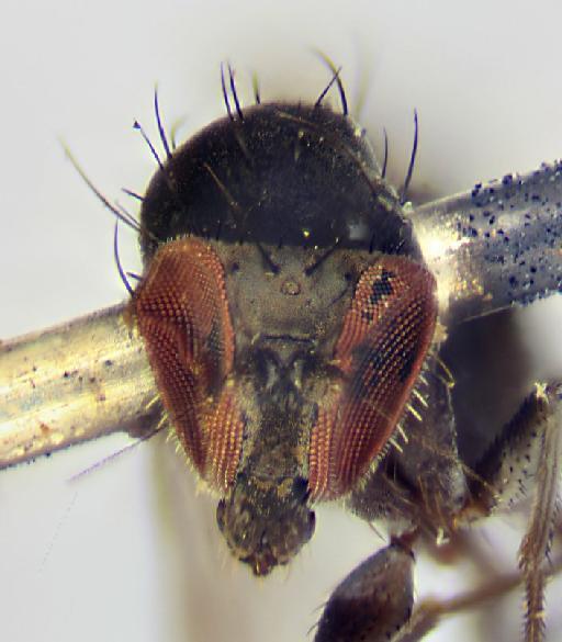 Cryptophleps ochrihalteratus Lamb, 1922 - BMNH(E) 248999 head