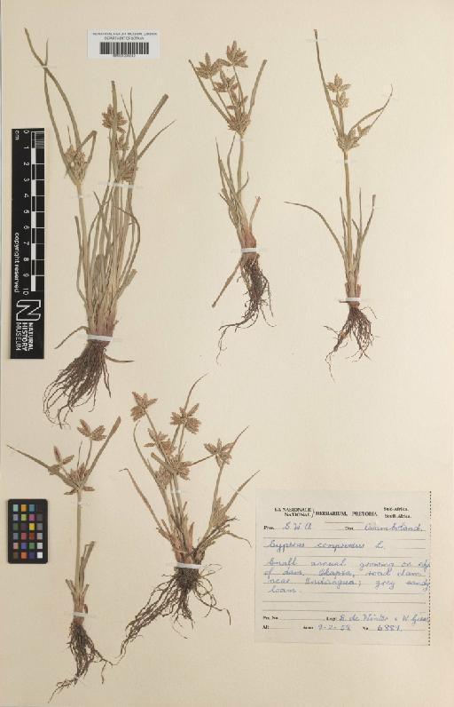 Cyperus compressus L. - BM001209242