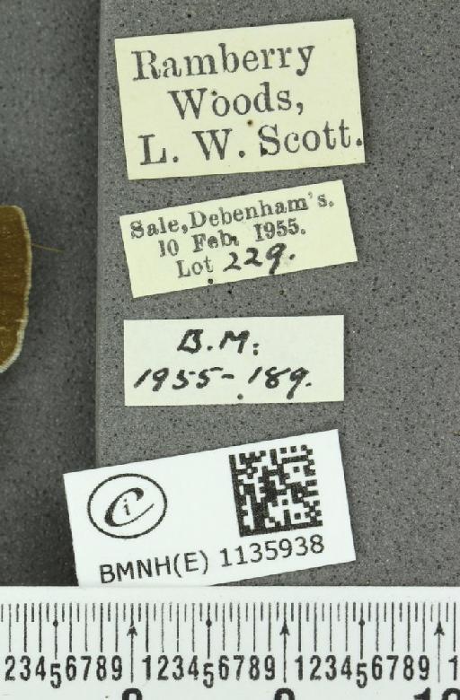 Neozephyrus quercus ab. bellus Gerhard, 1853 - BMNHE_1135938_label_94036