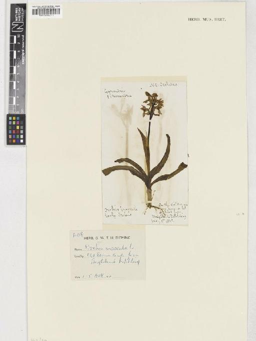Orchis mascula (L.) L. - BM000954211