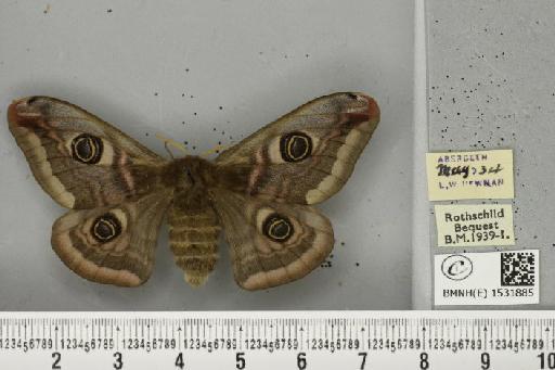 Saturnia pavonia (Linnaeus, 1758) - BMNHE_1531885_203916