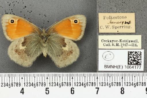 Coenonympha pamphilus ab. antirufa Leeds, 1950 - BMNHE_1064177_25212