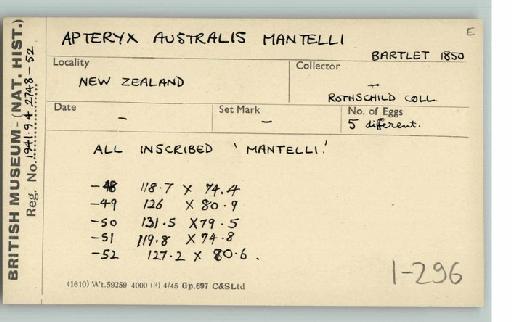 Apteryx australis mantelli A.D. Bartlett, 1852 - Bird egg cardex drawer 1