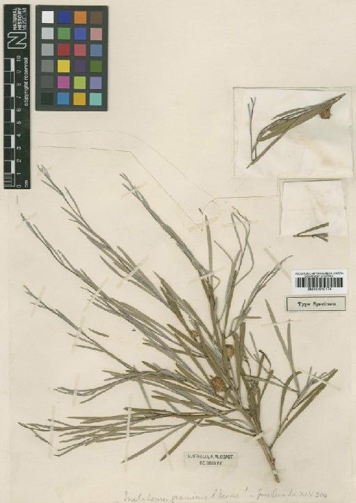 Melaleuca graminea S.Moore - BM001015174