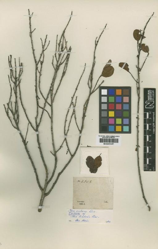 Ilex lindenii Loes - BM000839251