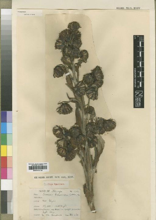 Dendrosenecio elongensis (E) E.B.Knox - BM000924798