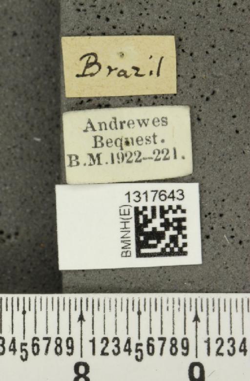 Calligrapha (Calligrapha) polyspila (Germar, 1821) - BMNHE_1317643_label_17485