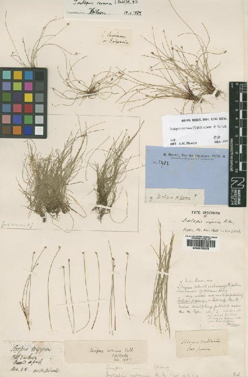 Isolepis cernua (Vahl) Roem. & Schult. - BM000798908