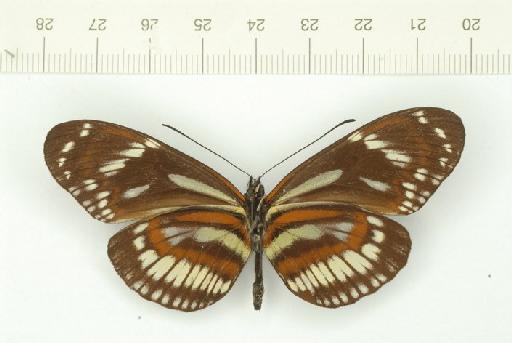 Heliconius hecuba choarinus infrasubspecies flava Neustetter, 1928 - Heliconius_hecuba_choarinus_Hewitson_form_flava_Neustetter_male_BMNH(E)_#838824_ventral