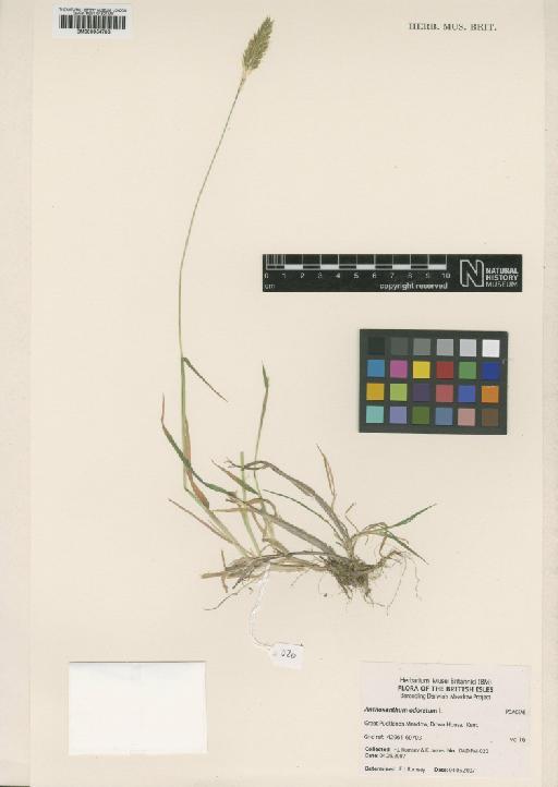 Anthoxanthum odoratum L. - BM000954783