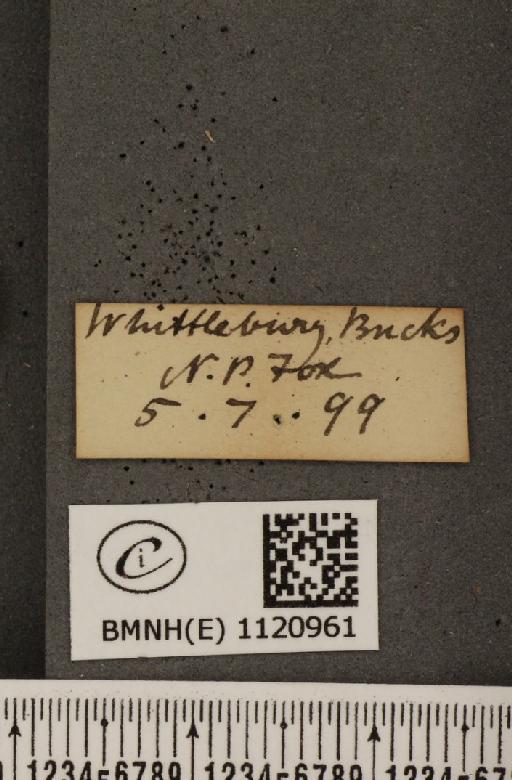 Leptidea sinapis sinapis Linnaeus, 1758 - BMNHE_1120961_label_74737