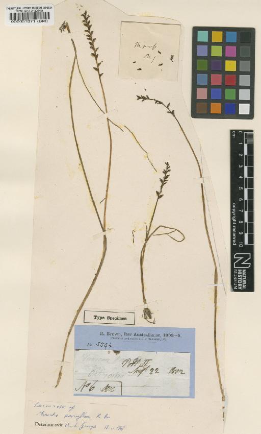 Microtis parviflora R.Br. - BM000051371