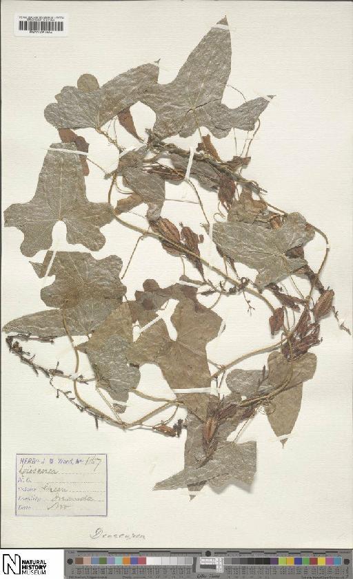 Dioscorea diversifolia Griseb. - BM001051984