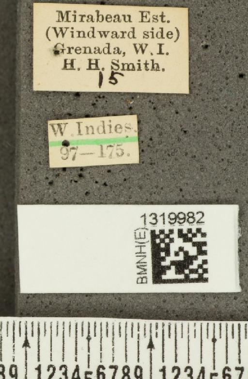 Diabrotica sinuata (Olivier, 1789) - BMNHE_1319982_label_17640
