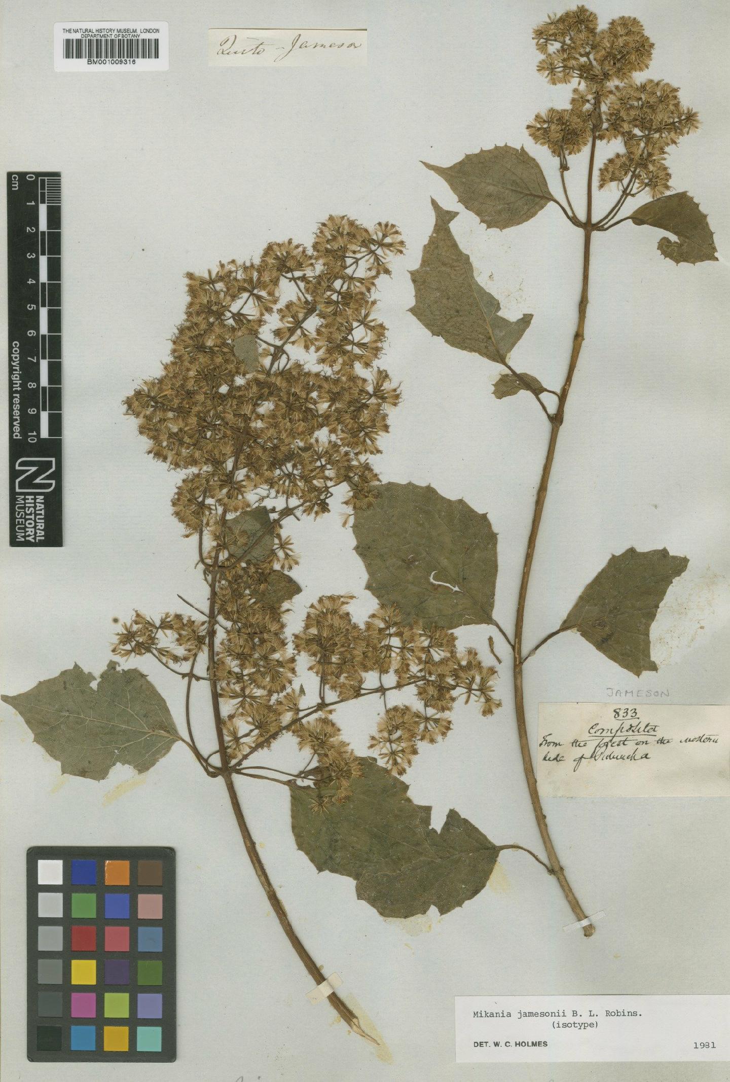 To NHMUK collection (Mikania jamesonii B.L.Rob.; Isotype; NHMUK:ecatalogue:571205)