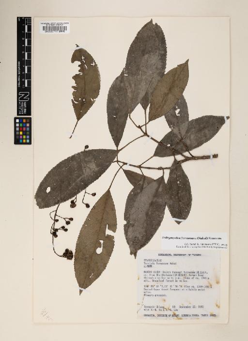 Dalrympelea formosana (Nakai) Simmons - 000520717