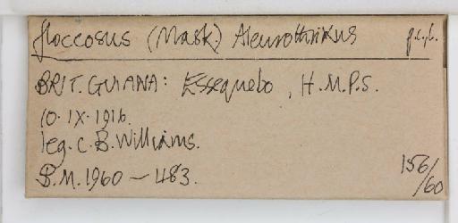 Aleurothrixus floccosus Maskell, W.M., 1896 - 013477242_additional