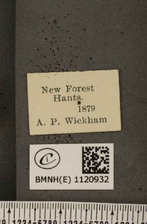 Leptidea sinapis sinapis Linnaeus, 1758 - BMNHE_1120932_label_74708